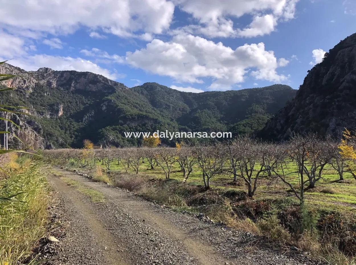 Dalyan Satılık Arazi İztuzu Yollu Üzerinde 24,000M2 Satılık Nar Bahçesi