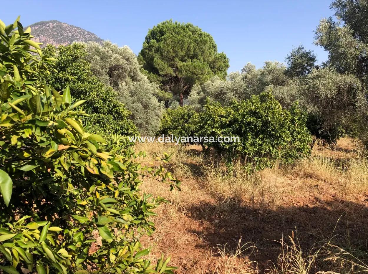 Köyceğiz Yangı'da Satılık Arsa Tarla 9406M2 Satılık Arsa