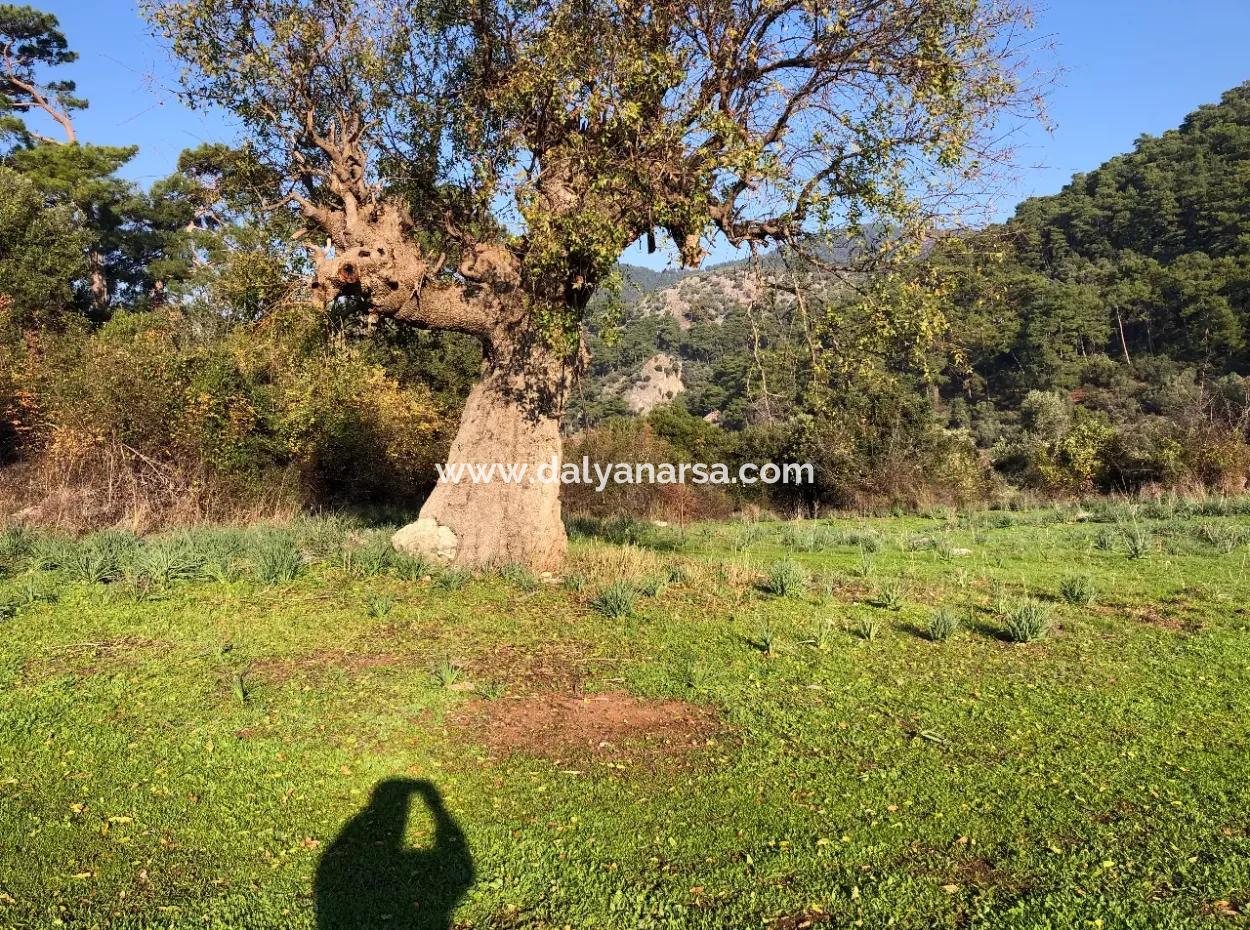 Ekincik Satılık Arsa 10,038M2 Satılık Arsa Tarla