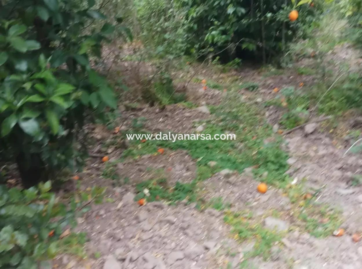 Çamlida  Satılık Arsa 11516M2 Satlık Bahçe