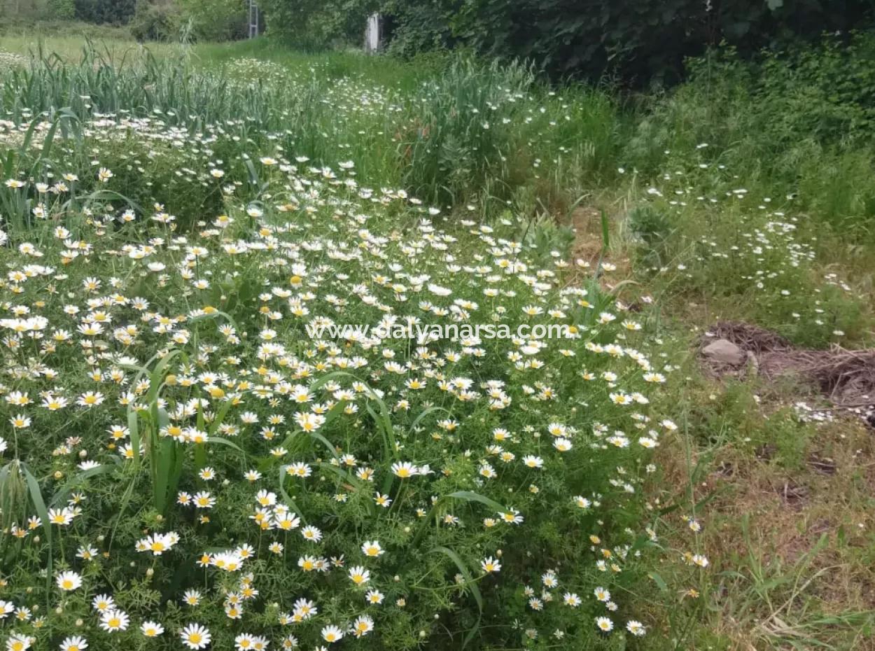 Çamlida  Satılık Arsa 11516M2 Satlık Bahçe