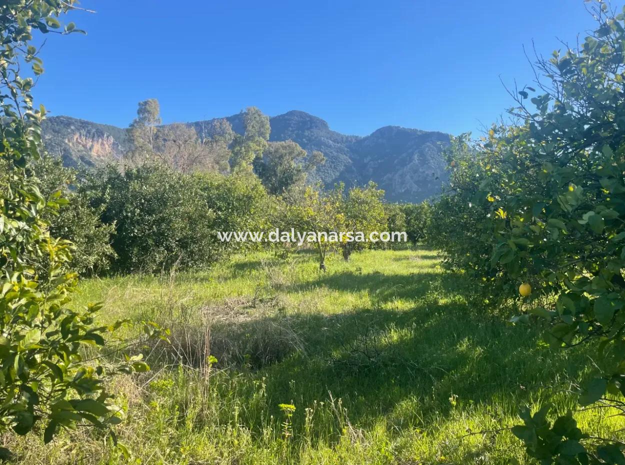 Dalyan Satılık Arsa 5227M2 Satılık Arsa