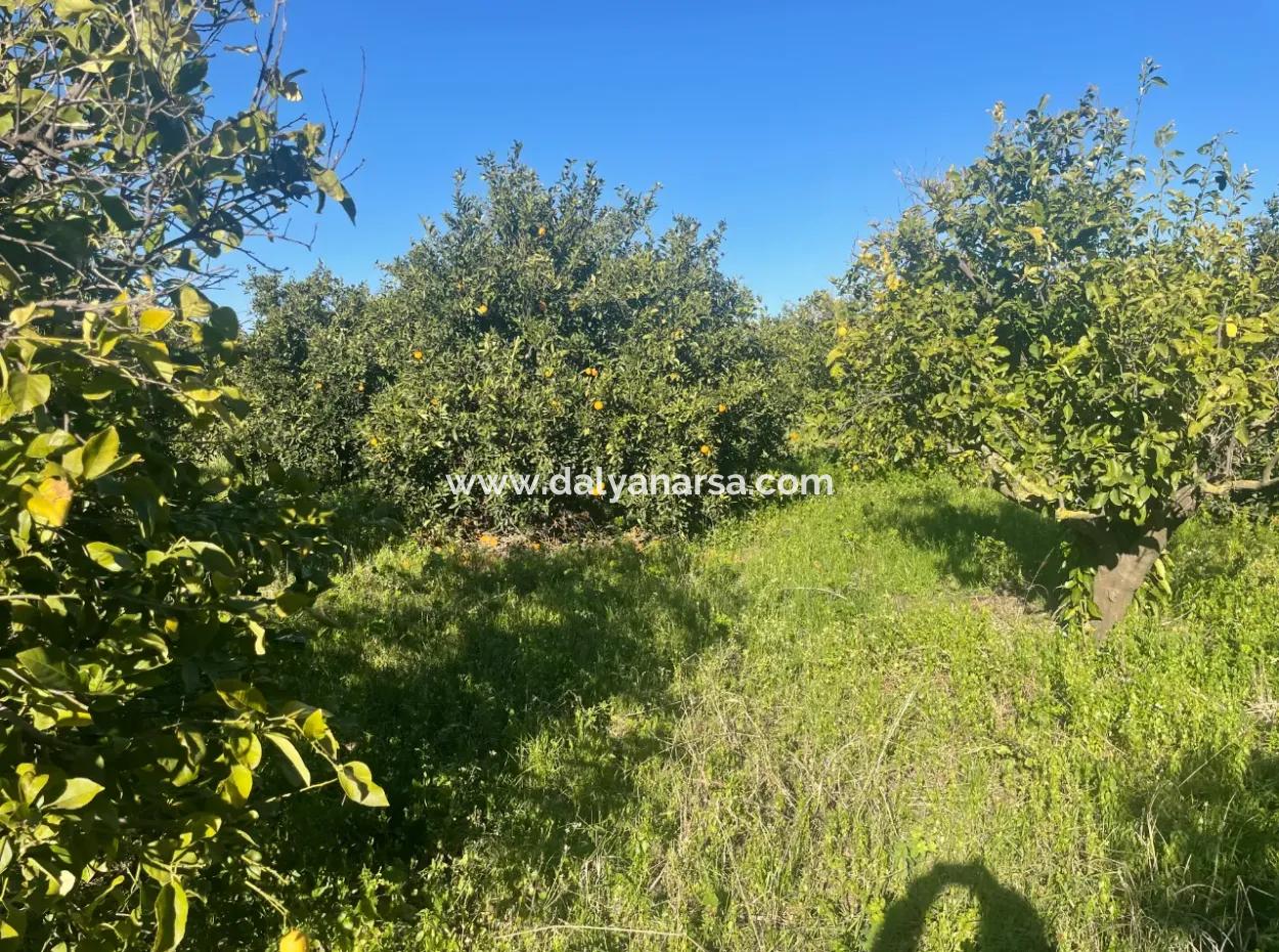 Dalyan Satılık Arsa 5227M2 Satılık Arsa