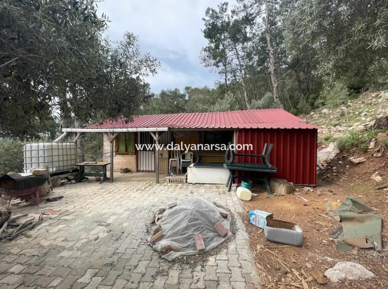 Ekincikde Deniz Manzaralı Zeytin Evi Satılıktır